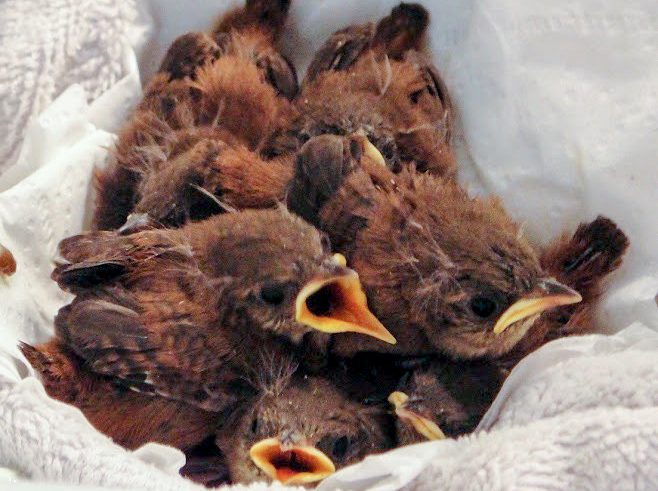 baby birds